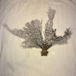 May include: A dried, dark brown sea fan, resembling a delicate, branching structure. The fan is displayed against a neutral, off-white background. A small, white label with the text "G4" is visible.