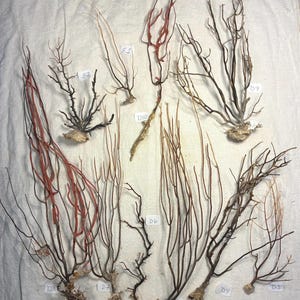 May include: A collection of dried coral branches in various shapes and colors, including red, brown, and tan. Each piece is attached to a small, off-white base. Some pieces have labels with letters and numbers.