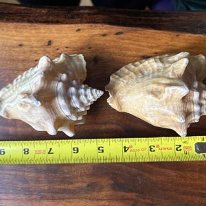 May include: Two large, beige seashells with intricate patterns and a spiral shape. The shells are about 6 inches long and are placed side by side on a wooden surface.
