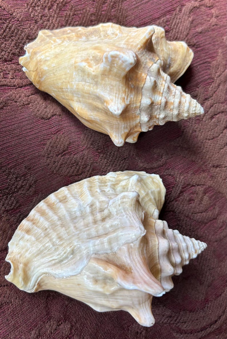 Two Tricornis Sea Shells. 4.75” X 3.25”. Beach Decor. Creamy White and ...