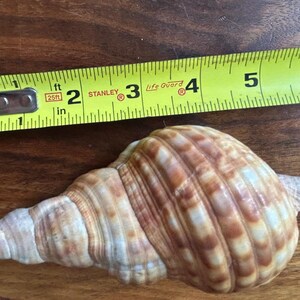 May include: A large, brown and white seashell with a spiral pattern. The shell is about 4 inches long and is measured with a yellow tape measure.