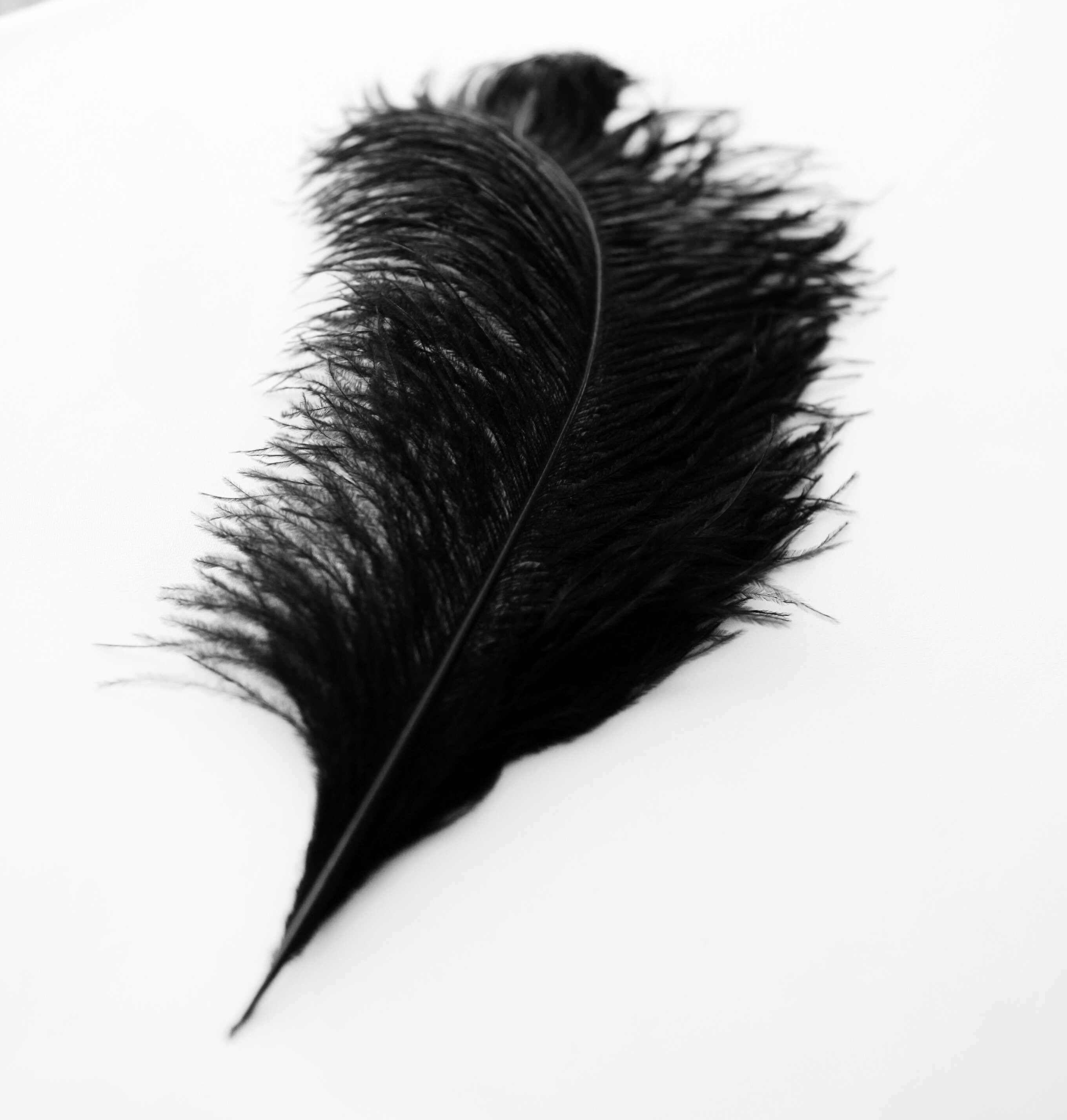 Large Black Ostrich Feather plume / Red ostrich feather / Navy Etsy