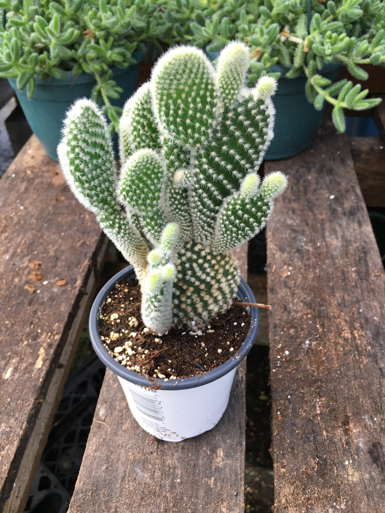 Bunny Ear Cactus Opuntia microdasys Plant in 4 Inch Pot Etsy