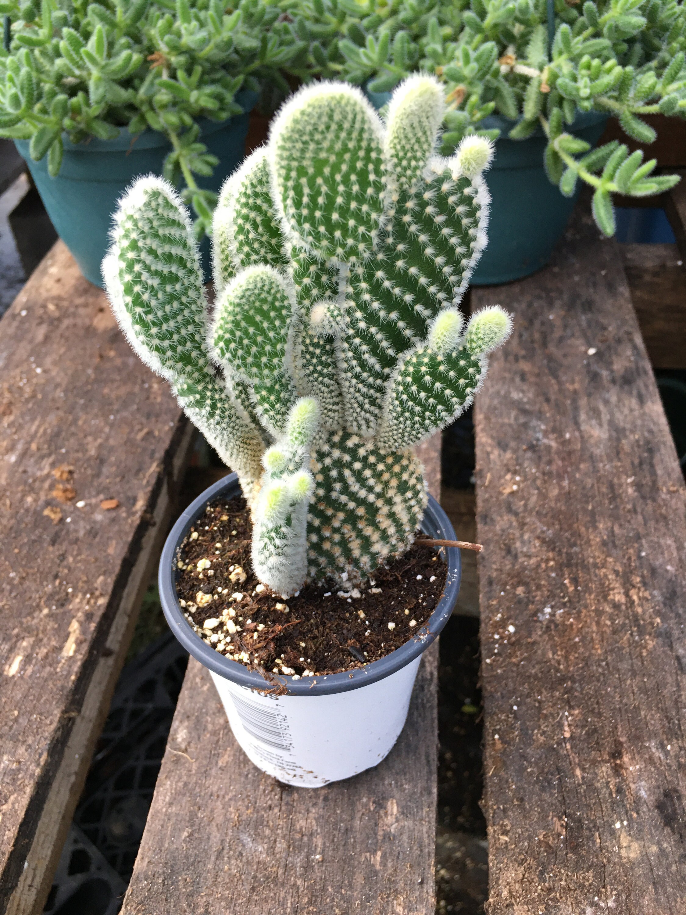 Bunny Ear Cactus Opuntia microdasys Plant in 4 Inch Pot Etsy