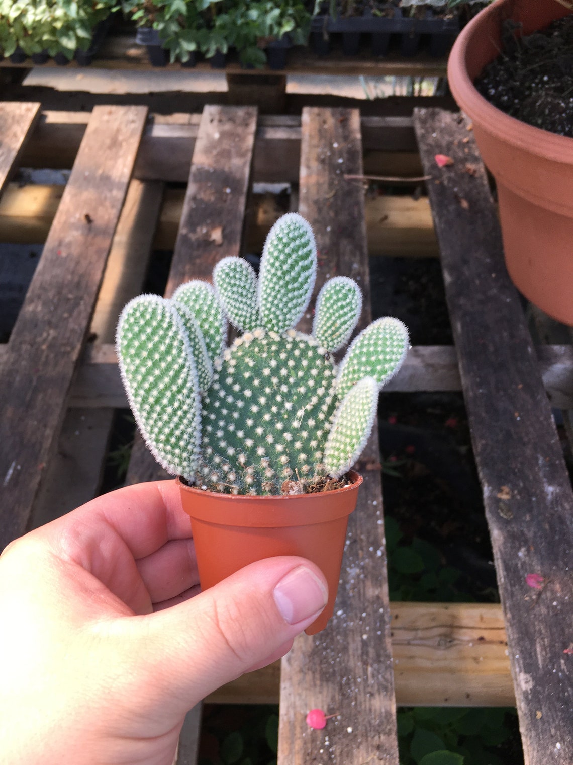 Bunny Ear Cactus Optunia Plant in 2.5 pot Etsy