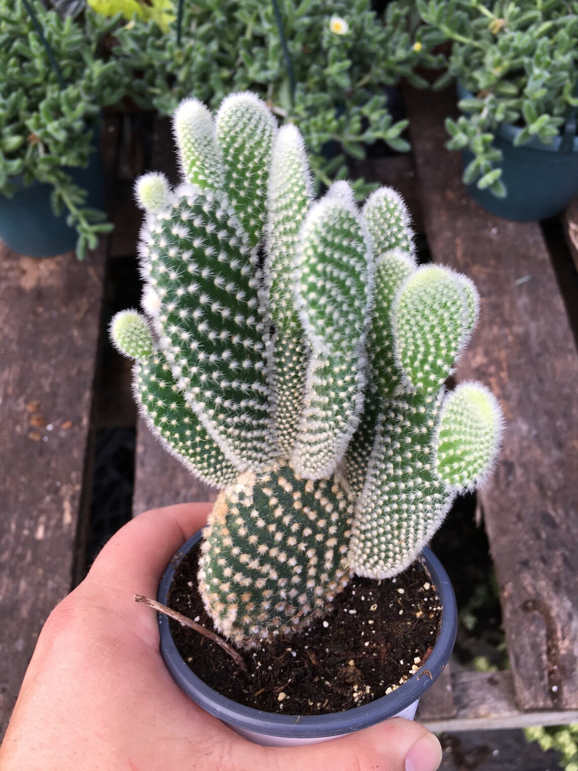 Bunny Ear Cactus Opuntia microdasys Plant in 4 Inch Pot Etsy