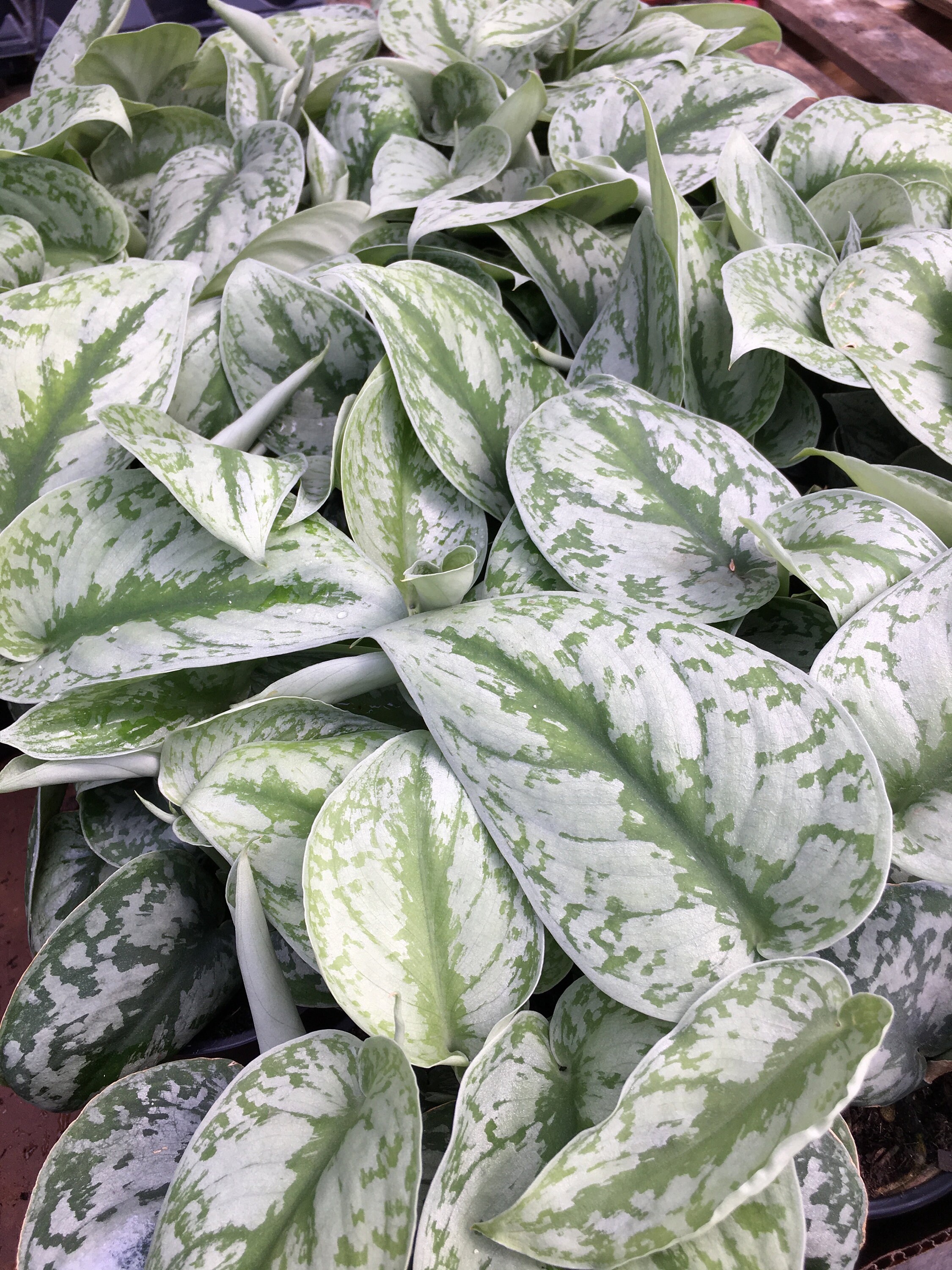 Scindapsus Pictus Exotica Plant in 4 Inch Pot Etsy