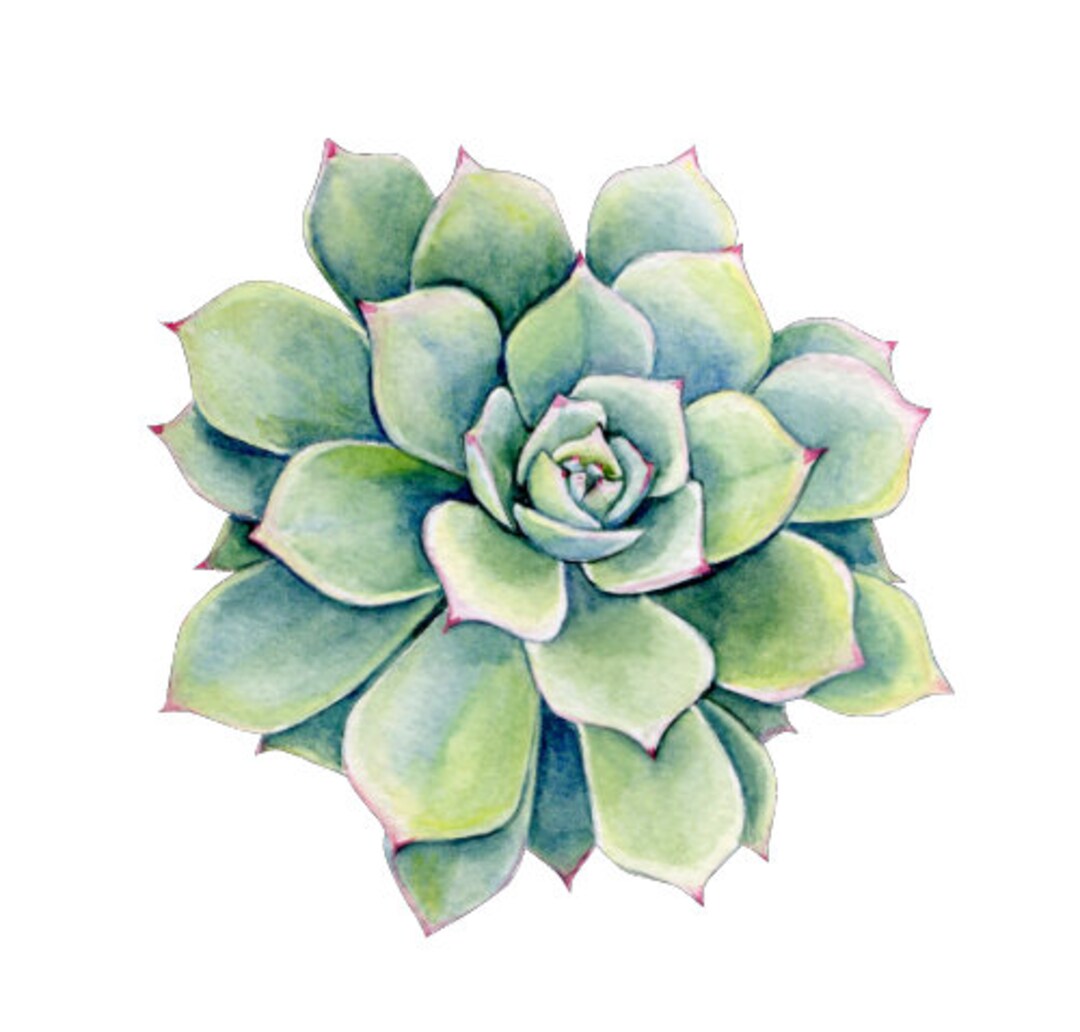 Succulent Note Card Set Watercolor Style Pastels blank Note Card Set 6