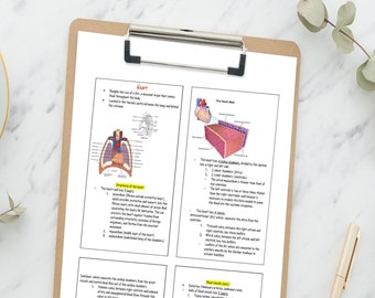 Cardiac Bundle Flashcards, Cardiac Notes