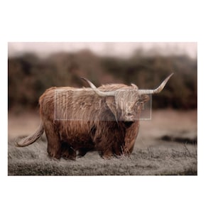 Redesign With Prima HIGHLAND GRACE Decoupage Fiber, Tear & Wrinkle Resistant, Large Decoupage Paper, Highland Cows, Brown Shaggy Cow