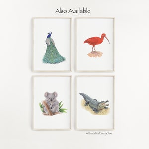 May include: Four framed prints featuring watercolor illustrations of animals. The top left print shows a peacock with blue and green feathers. The top right print shows a red ibis bird. The bottom left print shows a koala bear. The bottom right print shows an alligator with its mouth open.