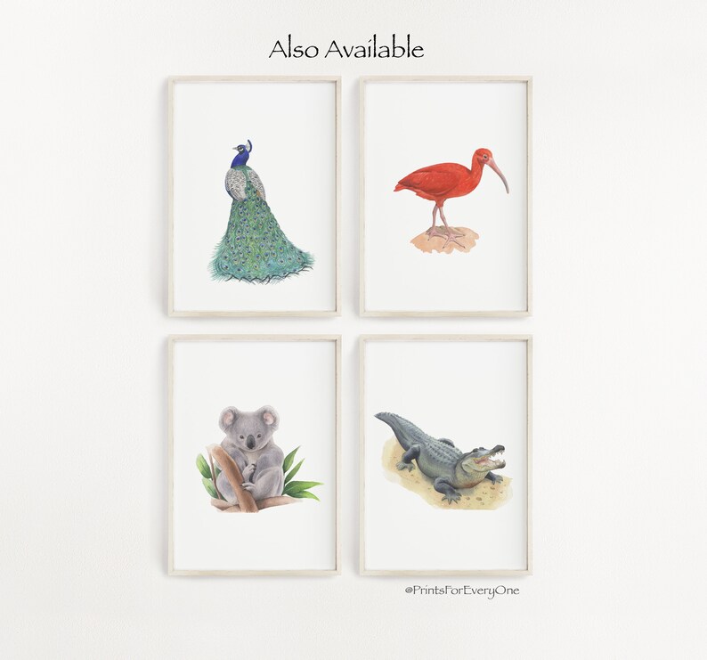 May include: Four framed prints featuring watercolor illustrations of animals. The top left print shows a peacock with blue and green feathers. The top right print shows a red ibis bird. The bottom left print shows a koala bear. The bottom right print shows an alligator with its mouth open.
