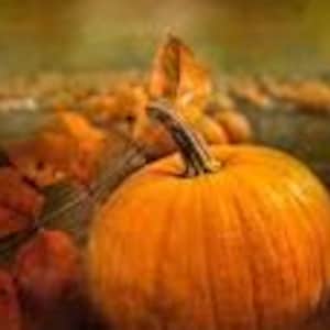 May include: A close-up of a bright orange pumpkin with a green stem and leaves. The pumpkin is surrounded by other pumpkins and fall leaves.