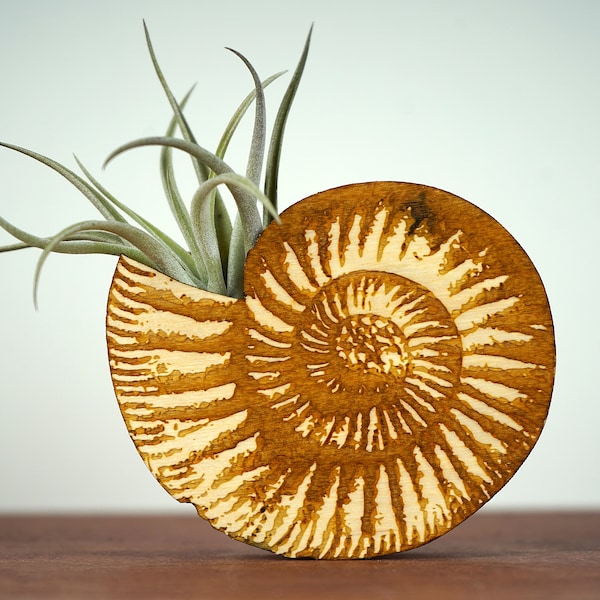 Ammonite Shell Air Plant Holder