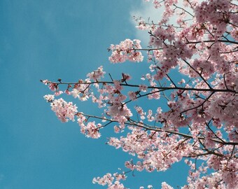 Cherry blossom photograph. Wall art. Print at home.