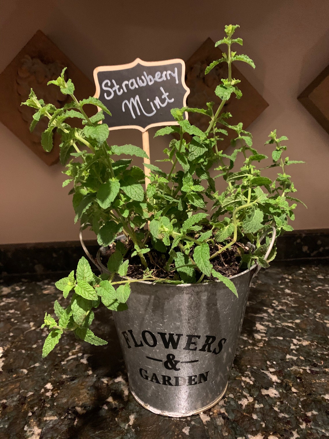 Organic Strawberry Mint Plant with Rustic Metal Planter Etsy