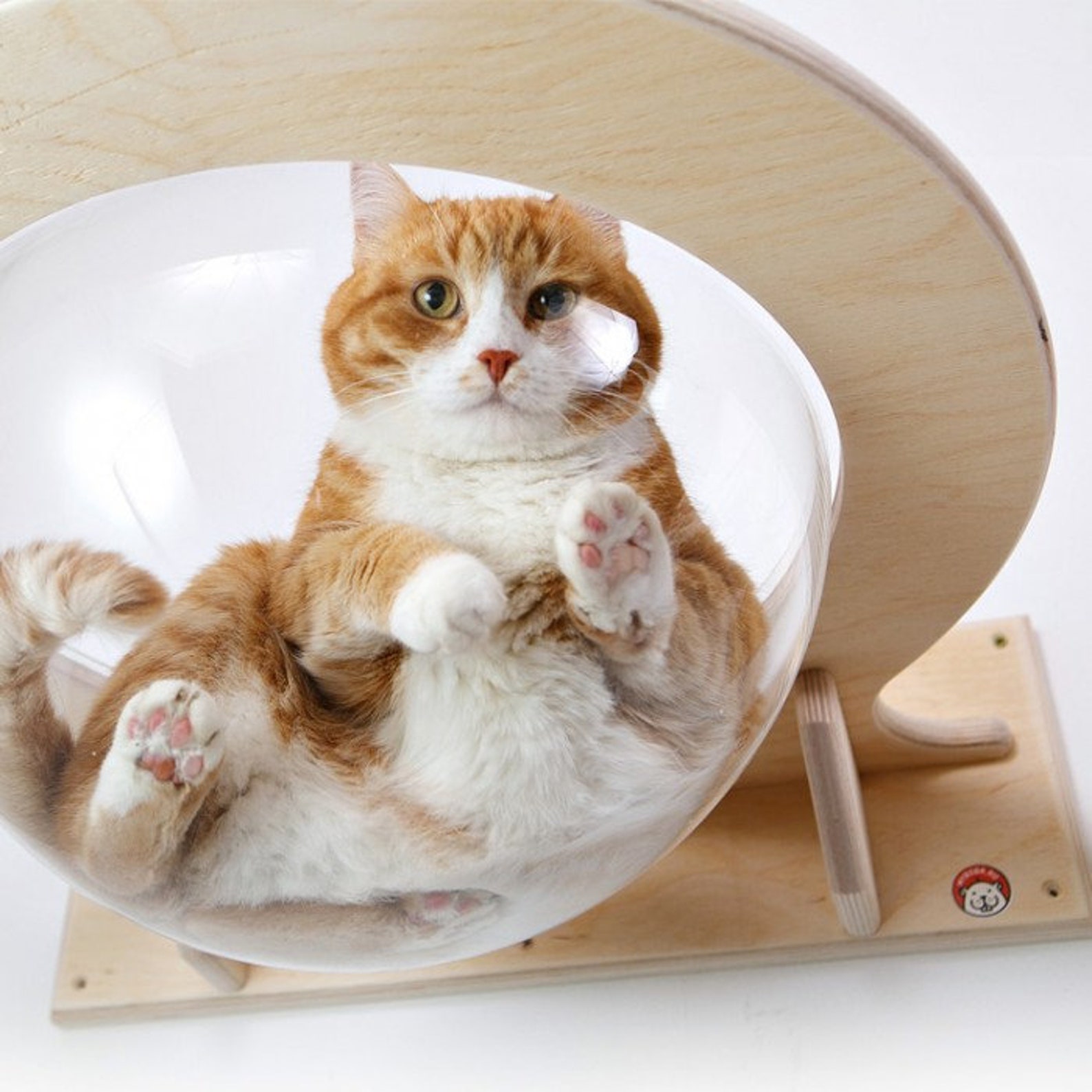 Wallmounted Transparent Chaise Lounge for Cats Etsy Australia