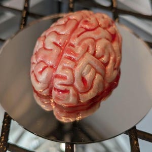May include: A realistic anatomical model of a human brain featuring a pale pink, textured surface with deep, winding sulci and gyri. The model is accented with vibrant red coloration within the crevices, creating a detailed, lifelike appearance.