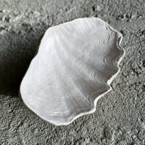Op de afbeelding: Een witte, schelpvormige schaal met een getextureerd, geribbeld oppervlak dat het natuurlijke uiterlijk van een schelp nabootst. Het object heeft een gladde, holle binnenzijde met subtiele, stralende lijnen vanaf de basis naar de rand.