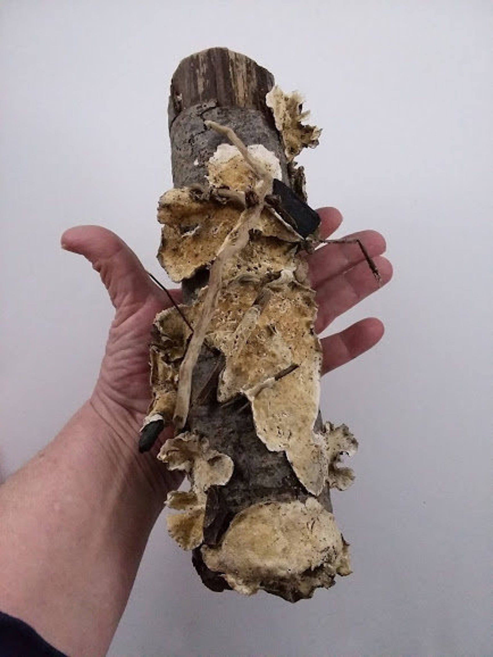 Fungus on Driftwood Natural Ocean Driftwood Fungus Etsy