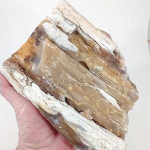 May include: A large piece of petrified wood with a white and brown color scheme. The wood has a natural, rough texture and is layered with different shades of brown and white.