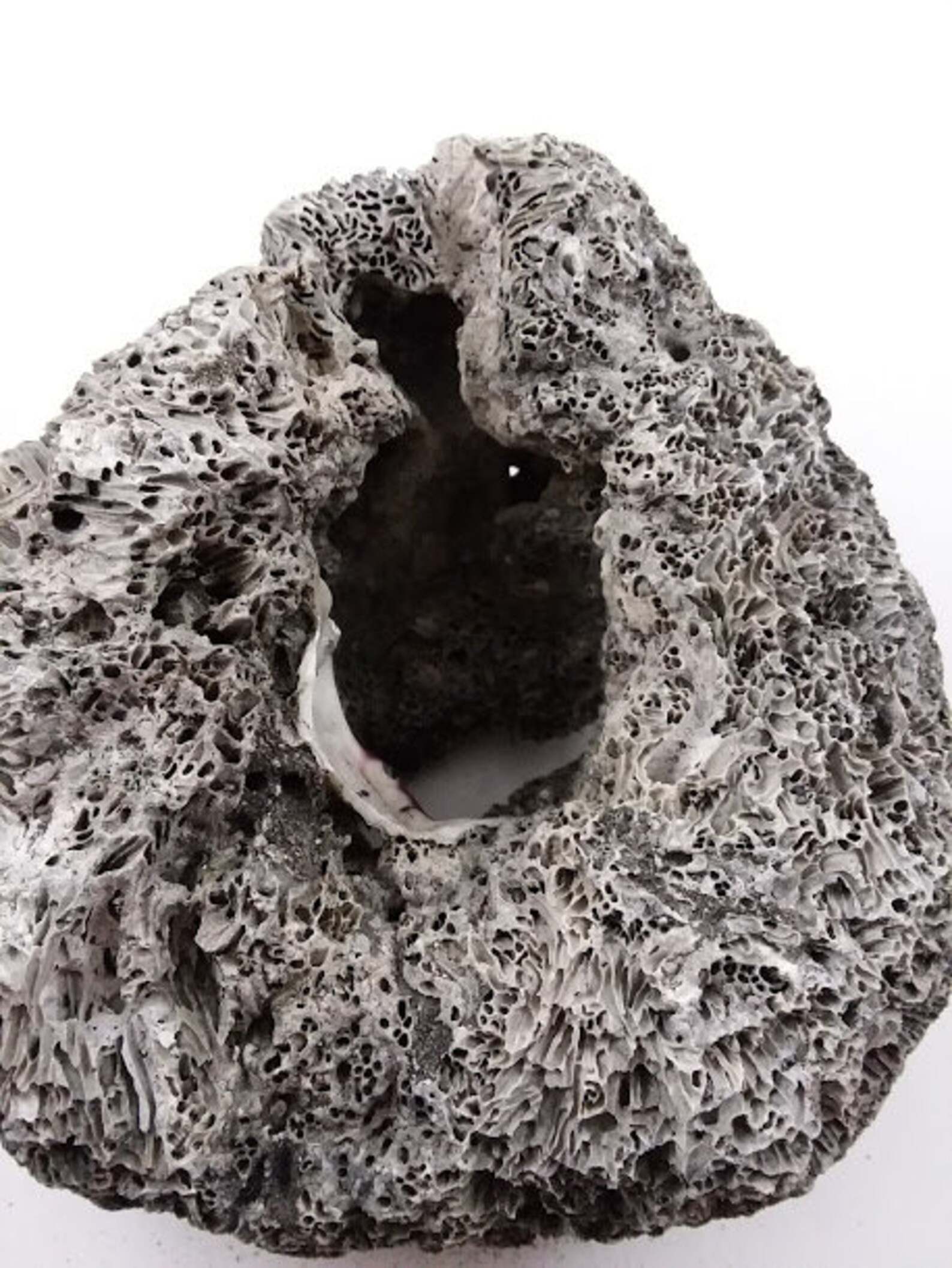 RARE Pacific Fission Worm Colony Chunk Beach Rock Sea Witch Etsy