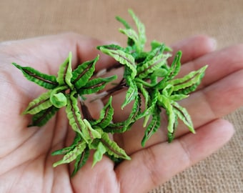 Pode incluir: Um conjunto de quatro plantas em miniatura verdes e marrons com folhas texturizadas. As plantas estão dispostas em uma mão para dar uma ideia da escala.