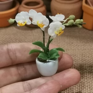 Peut inclure: Une plante d'orchidée blanche miniature dans un pot en céramique blanc. L'orchidée a des feuilles vertes et des fleurs blanches avec des centres jaunes.