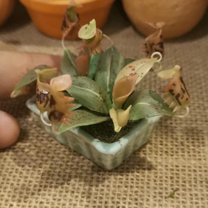 May include: A miniature potted plant with multiple brown and green pitcher plants in a light blue square planter. The plant is sitting on a brown hessian surface.