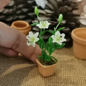 Pode incluir: Uma planta de lírio branco em miniatura em um vaso de terracota. A planta tem três flores brancas e folhas verdes. O vaso está sobre uma superfície de juta marrom.
