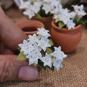 Könnte beinhalten: Ein kleiner Terrakotta-Topf mit weißen Blüten, die mit braunen Punkten versehen sind. Die Blüten sind in einer Gruppe angeordnet und haben ein zartes, weibliches Aussehen.