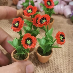 May include: Four miniature potted plants with red poppy flowers. The plants are in terracotta pots and have green leaves.