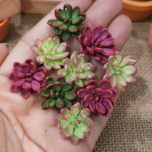 May include: Assortment of nine miniature succulent plants in shades of green, pink, and red. The succulents are made of polymer clay and are perfect for crafting and decorating.
