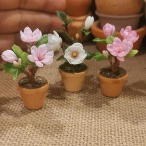May include: Three miniature potted plants with pink and white flowers. The plants are in terracotta pots and have green leaves.