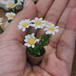 May include: A small potted plant with white daisy flowers and green leaves. The plant is in a brown pot and is being held in a person's hand.