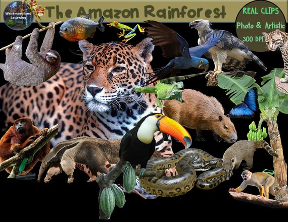 Rain Forest Clip Art Animals Plants Photo And Artistic Etsy Rain Forest Clip Art Animals Plants Photo And Artistic Etsy