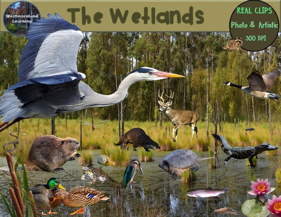 Wetlands Animals Clip Art Habitat Biome Photo And Artistic Etsy