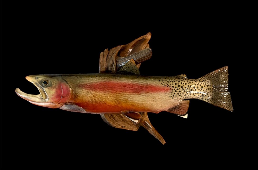 Golden Trout Mount Replica on Driftwood 22 Inches - Etsy