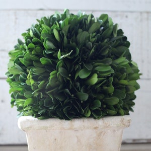 Preserved Boxwood Ball in Square Pot 8”
