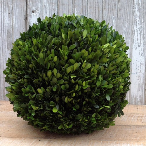 12 Preserved Boxwood Topiary Ball Etsy