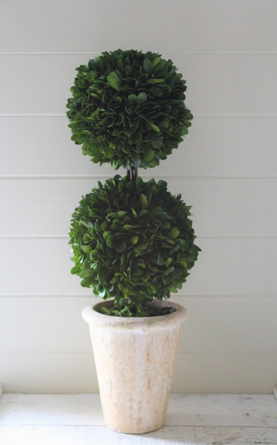 20 Preserved Boxwood Double Ball Topiary Etsy