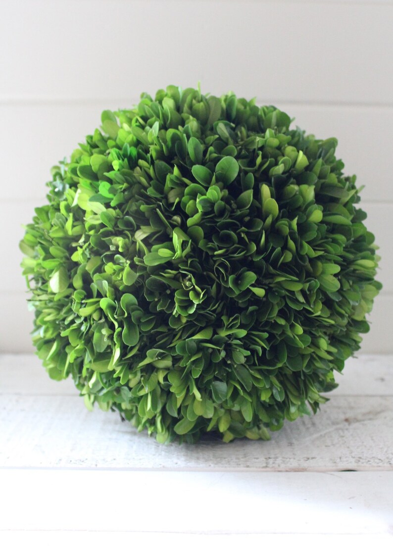 8 Preserved Boxwood Ball Etsy