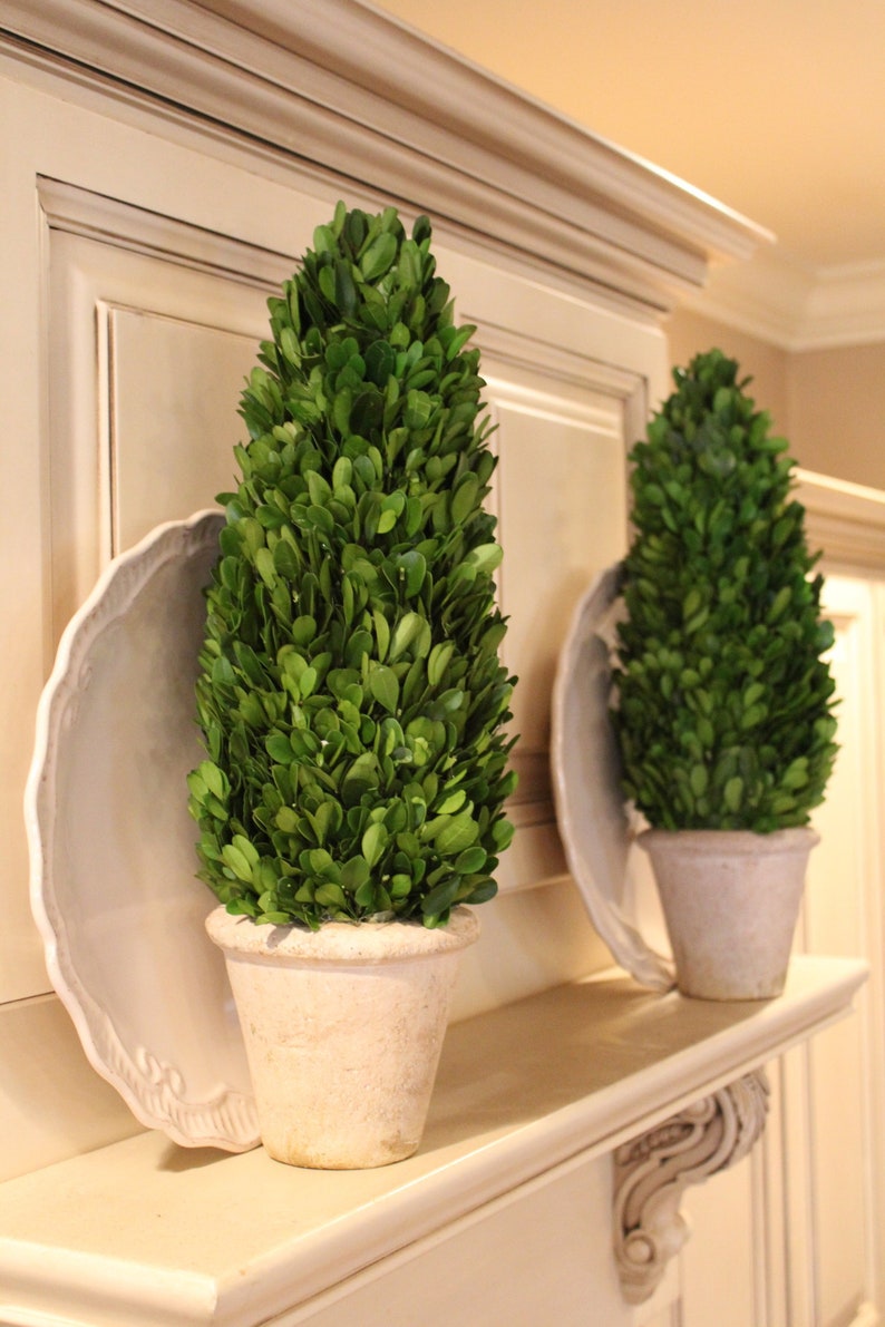 16 Preserved Boxwood Topiary Cone - Etsy