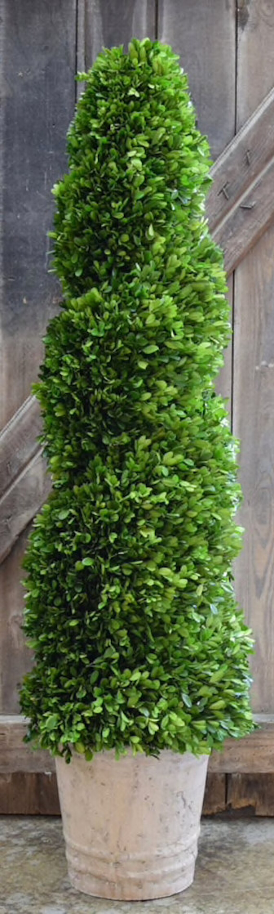 Preserved Boxwood Spiral Topiary 51 Etsy