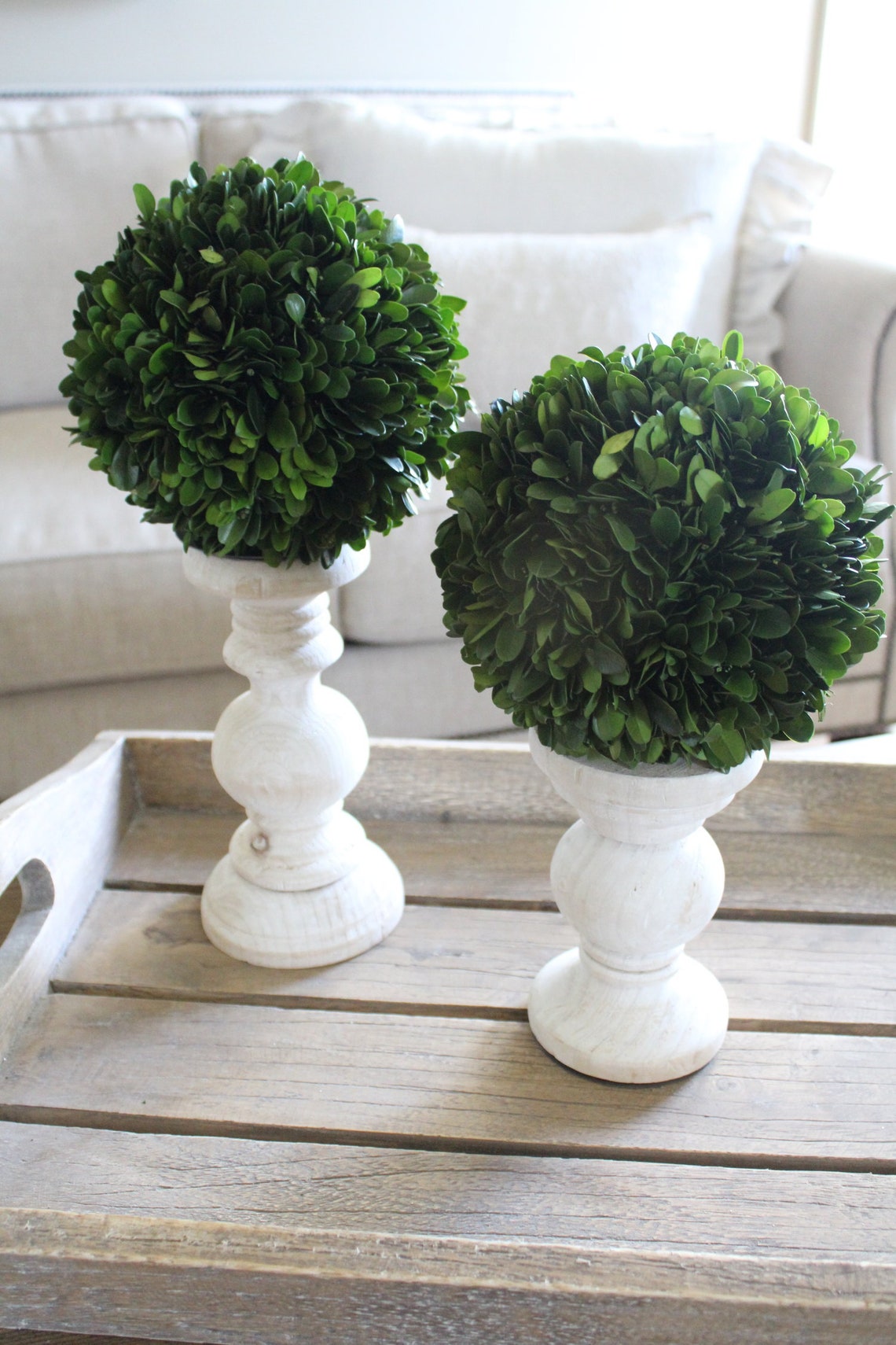 6 Preserved Boxwood Ball Etsy