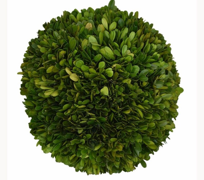 10 Preserved Boxwood Ball Etsy