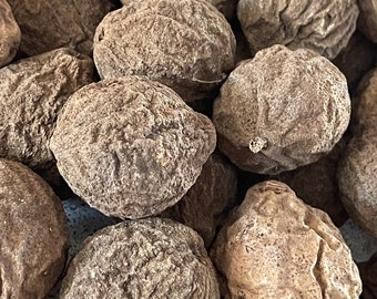 Peut inclure: Gros plan sur un tas de fruits secs, bruns et noueux. Les fruits ont une surface rugueuse et texturée et sont de taille et de forme similaires.