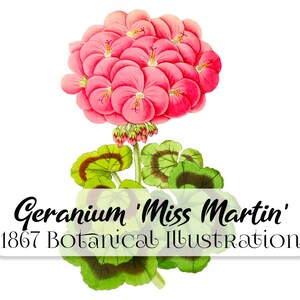 May include: A vintage botanical illustration of a pink geranium flower with green leaves. The text "Geranium 'Miss Martin' 1867 Botanical Illustration" is below the flower.
