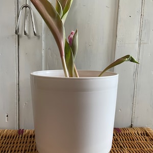 Peut inclure: Un pot en plastique blanc contenant une seule plante de tulipe rose. La plante a plusieurs feuilles vertes et un seul bouton rose.
