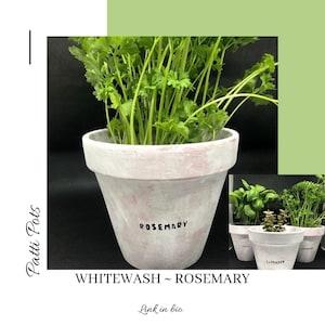 May include: Whitewashed terracotta pot with a rosemary plant. The pot is labelled "Rosemary" in black lettering.